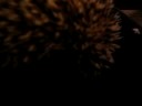 Hedgie Honey Huffing and Puffing