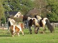 It`s a beautifull day.. Gypsy / Irish Cobs playing It`s a beautifull day.. Gypsy / Irish Cobs playing