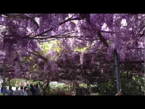 how to wisteria tree