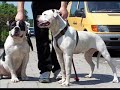 Fatboy jr And Tyson Fatboy jr And Tyson