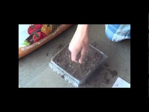 how to replant prickly pear cactus