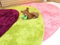 Click here to watch this video 可愛い だんちゃん♪