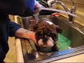 my-dog-is-wiping-herself-on-the-couch-after-her-dog-bath.html