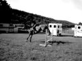 Calling all Famous and Amazing horses of Youtube [read description]