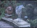 Heron Defences improved in Bearsden Glasgow