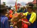 Bull Racing - Indonesia