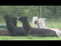 Unterwegs in Niedersachsen - Folge 1 - NRW Nordpunkt, Borstel, Deister