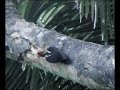 Pale-billed Woodpecker