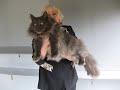 Champion Congo Safari of Cooncity, a big maine coon at. Congocoon Cattery in Alabama. Rafiki is a Belgian import from Cooncity Cattery.