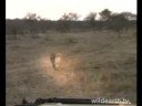 Mafufunyane Male Leopard Mafufunyane Male Leopard