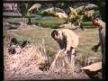 King Thailand : His Majestys Rice Paddy.