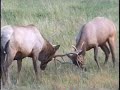 Land Animals - Wild Land Animals - Wild