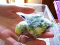March Clutch of Lovebird Babies