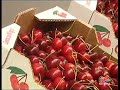 CANAL 6 NAVARRA. Reportaje D�a Cereza Milagro (Navarra) 2/2