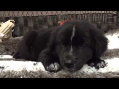 One of a kind, adorable Sheprador puppy!
