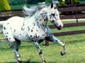 Los Mejores caballos xD ¡¡¡¡admiralo!!!****