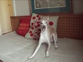 『ご飯頂戴!』お願いをするイタグレ Italian Greyhound