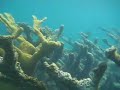 Snorkeling Anegada, BVI Snorkeling Anegada, BVI