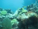 Snorkeling Anegada, BVI