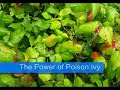 Poison ivy: double the size, double the trouble