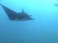 Manta Ray in LaPaz Mexico
