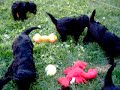 Ariel X Flash Puppies - 6 Weeks Old