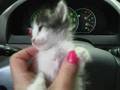 Itty Bitty Kitty