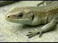 Lizards and Adders, Dover, UK