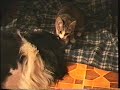 Котёнок и собака (Маня и Нюша)