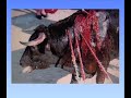 antitaurino