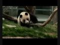 Save The Pandas
