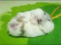 videos de fly winx club hamster edition w/ lyrics