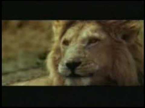 Presa fácil para un león