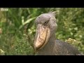 Funny Talking Animals (Walk on the Wild Side) HD - Children in Need Special 2009 - BBC