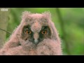Funny-Talking-Animal