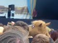 Foals dancing at Foals ;)