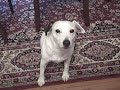Nov 17 2008 - VID00041 Nov 17 2008 - VID00041