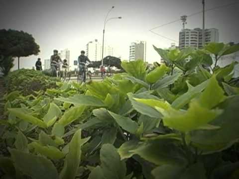 Insectos combaten plagas en los parques de Miraflores