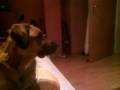 videos de Hund guckt fern