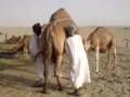 camel milk / susu unta