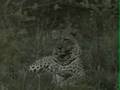 Male Leopard WildEarth 11/21/08