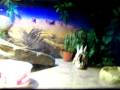 videos de guido 018