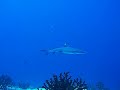 Fihalhohi 03.2008 Diving with Sharks,Turtles,Tunas / Part I