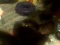 videos de Flyboy Rocco Rock likes to snort catlitter, stop the abuse