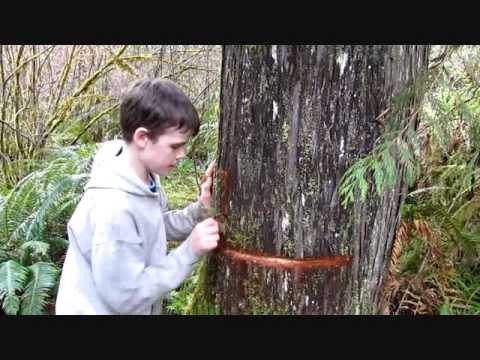 how to harvest cedar trees