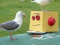 Seagull VS Robot - Instructacon BBQ