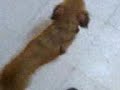 havza köpek pufi havza köpek pufi