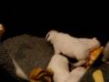 Pups en Gerard.wmv