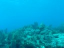 Grouper in Key Largo Grouper in Key Largo