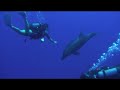 Diving with dolphin Rangiroa